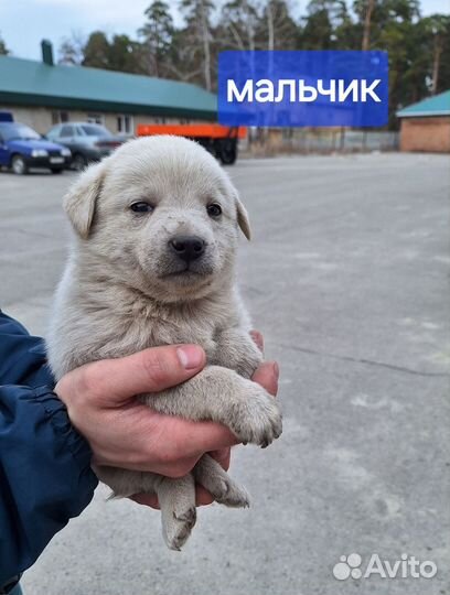 Щенки бесплатно в добрые руки