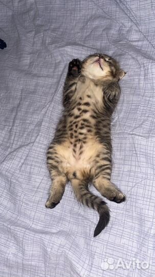 Шотландский вислоухий тигренок