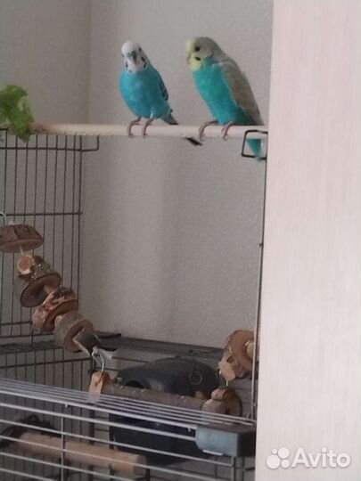 Волнистые попугаи с клеткой