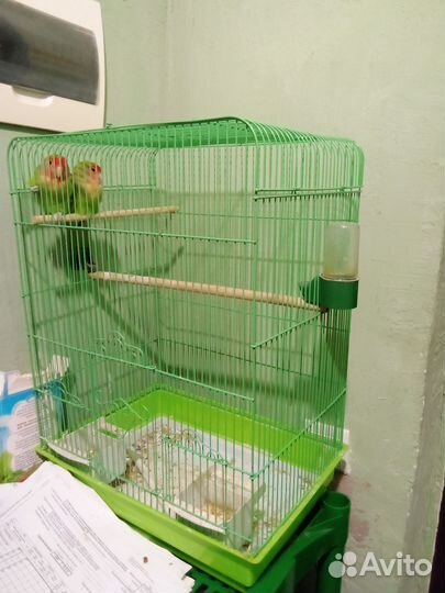 Попугай с клеткой