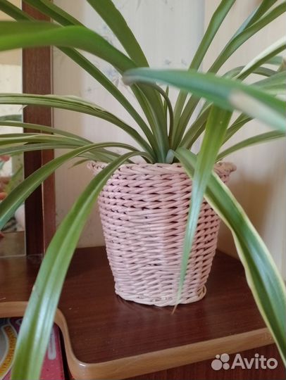 Кашпо для цветов плетеное