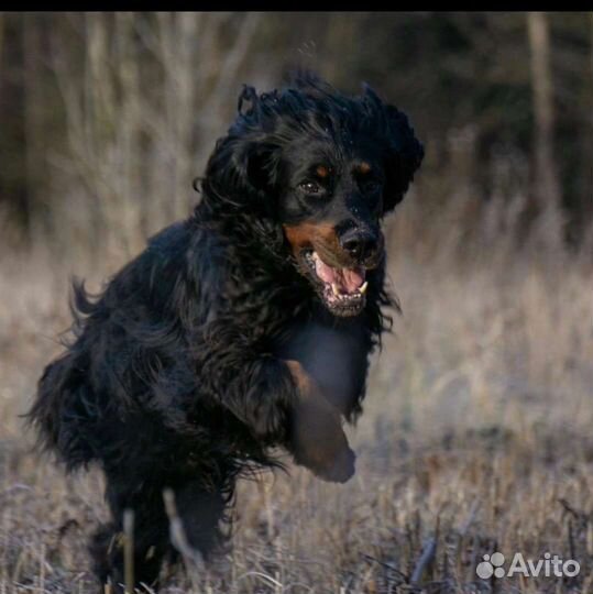 Шотландский сеттер
