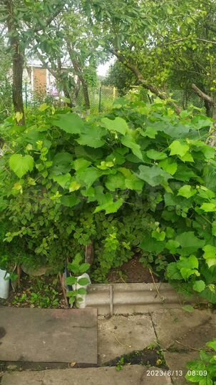 Участок 5 сот. (СНТ, ДНП)