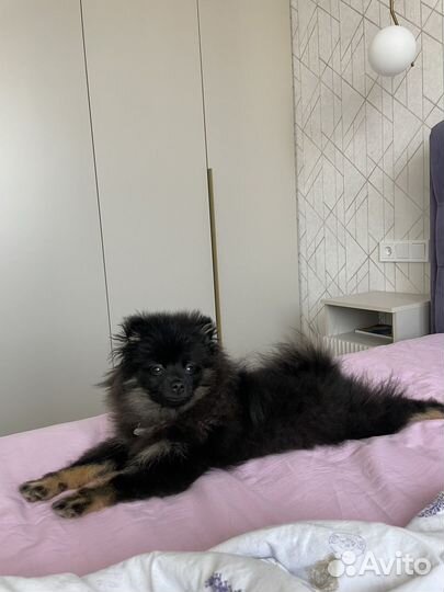 Померанский шпиц