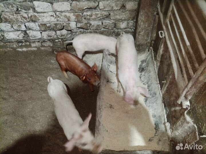 Поросята Доставка в РФ