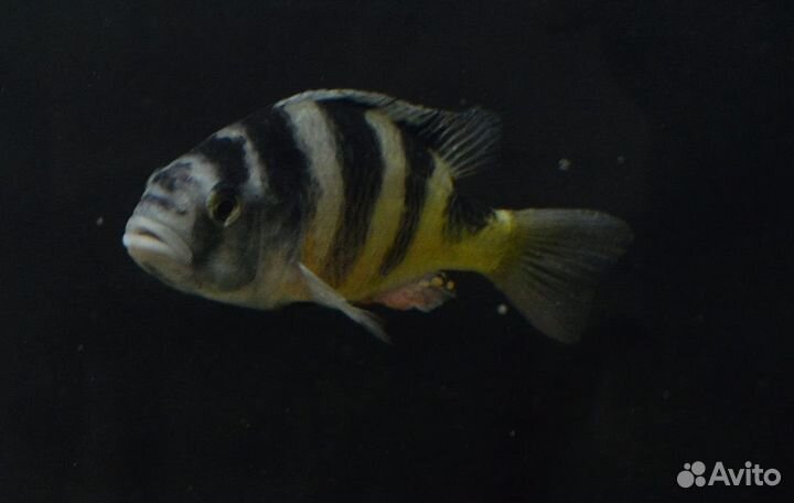 Аквариумные рыбки