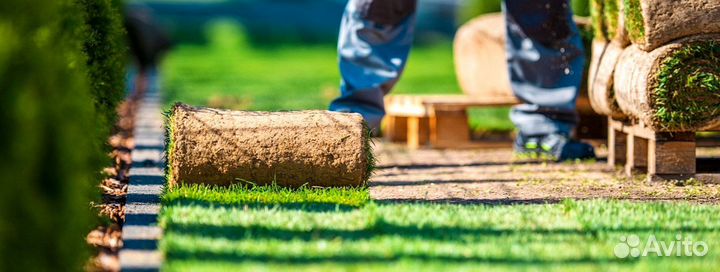 Рулонный газон с укладкой