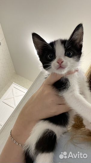 Котенок мальчик