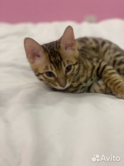 Бенгальский кот