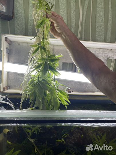 Аквариумные растения