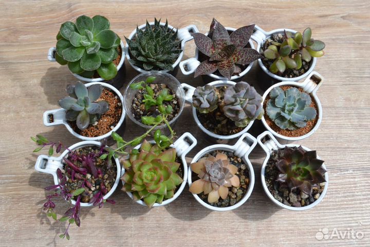 Набор домашних суккулентов 12 видов