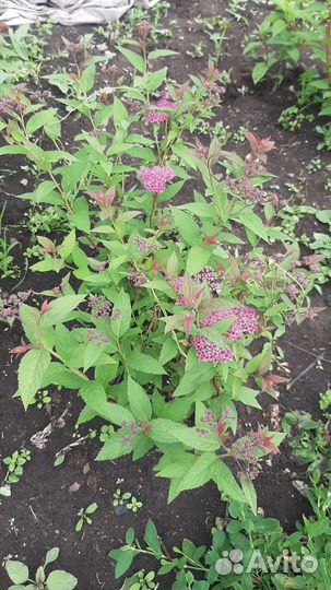 Спирея японская