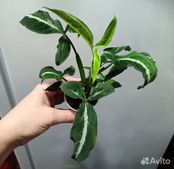 Сингониум Орм пед