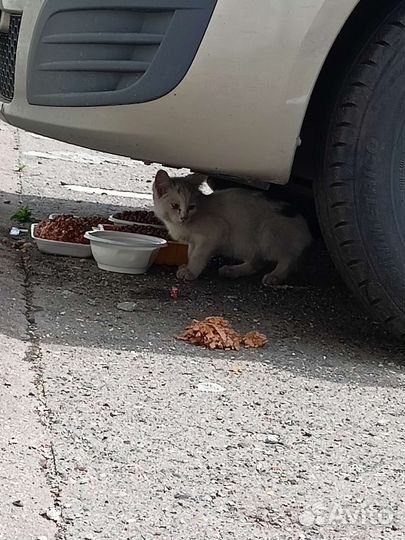 Котёнок подросток девочка в добрые руки