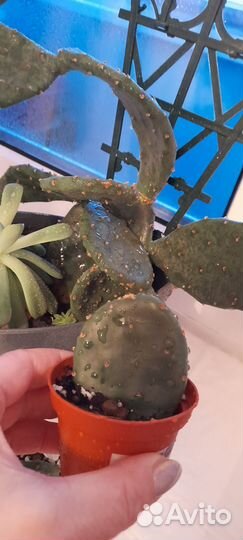 Кактусы + кактусята + опунция