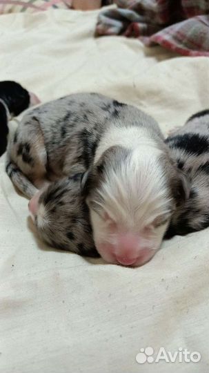 Щенки аусси, австралийская овчарка