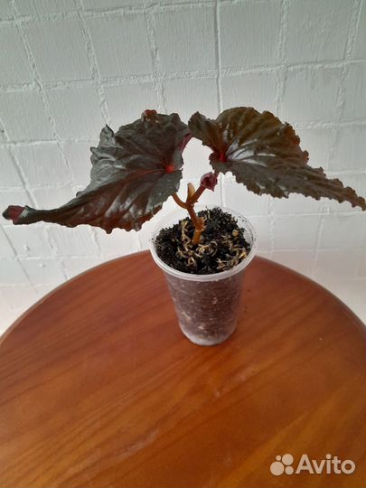 Бегония тростниковая или Кейн (Cane-like begonias)