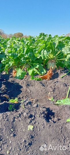 Свёкла сорт Лада для посадки на семена и на корм