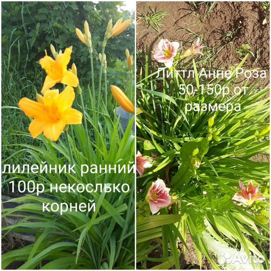 Пион, хризантемма, лилейник