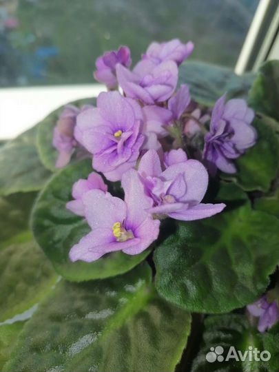 Цветы комнатные и садовые