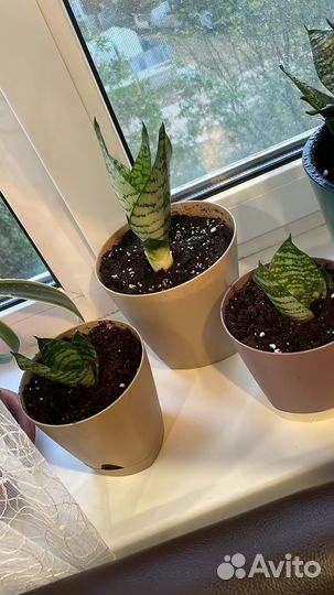 Сансевиерия. Кукушкин хвост