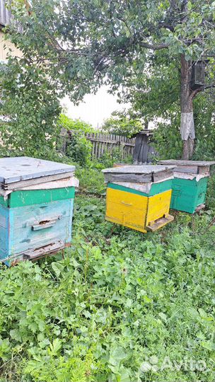 Продается пасека