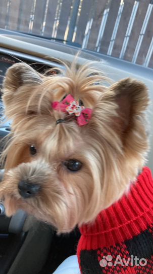 Йоркширский терьер