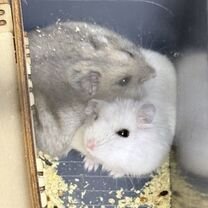 Хомячки джунгарики, Рязань