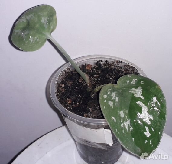 Бегония Пятнистая Вечноцвет Сциндапсус Хлорофитум