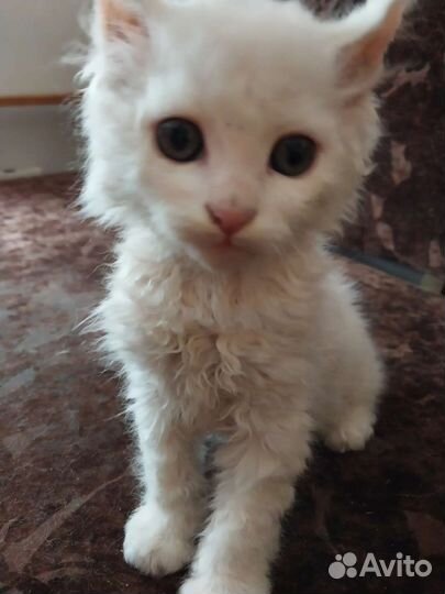 Котики силкерк рекс бесплатно в добрые руки