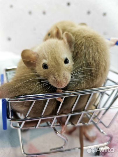 Крысята, крыска, крысёнок, Крыс, Дамбо