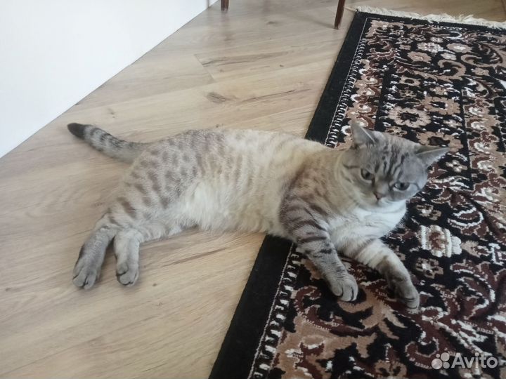 Отдам кота в добрые руки