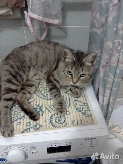 Кошка