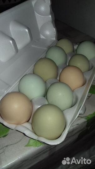 Инкубационное яйцо индейки