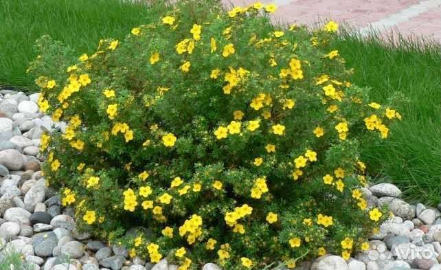 Семена многолетних расстений