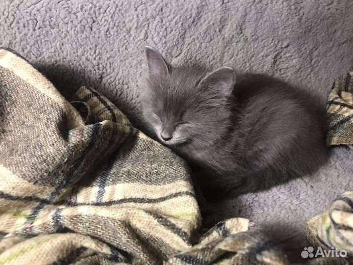 Кошечка ищет хощяев