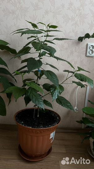 Комнатные цветы роза