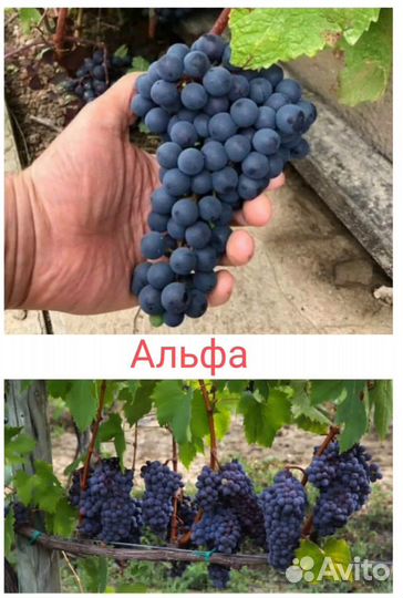 Саженцы винограда