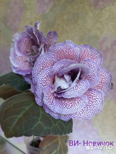 Глоксиния сортовая, коллекционная