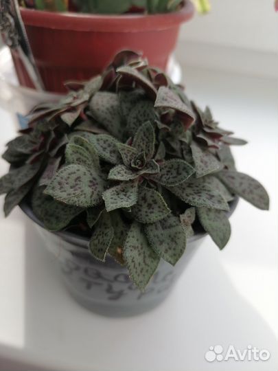 Красула пиктурата