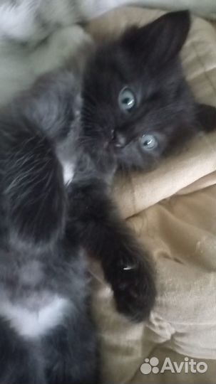 Отдам котёнка в добрые руки