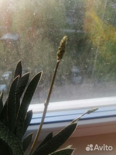 Комнатный цветок, суккулент