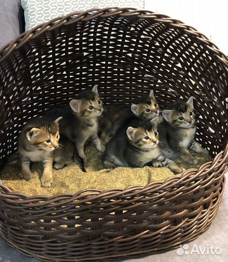 Абиссинская