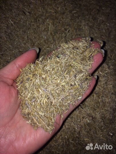 Семена трав травосмеси