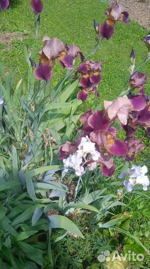 Ирисы бородатые