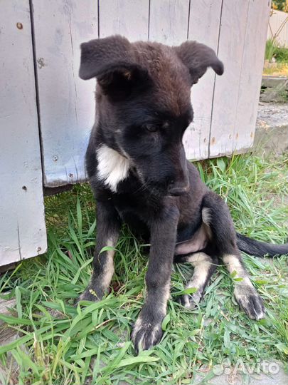 Щенок в добрые руки бесплатно