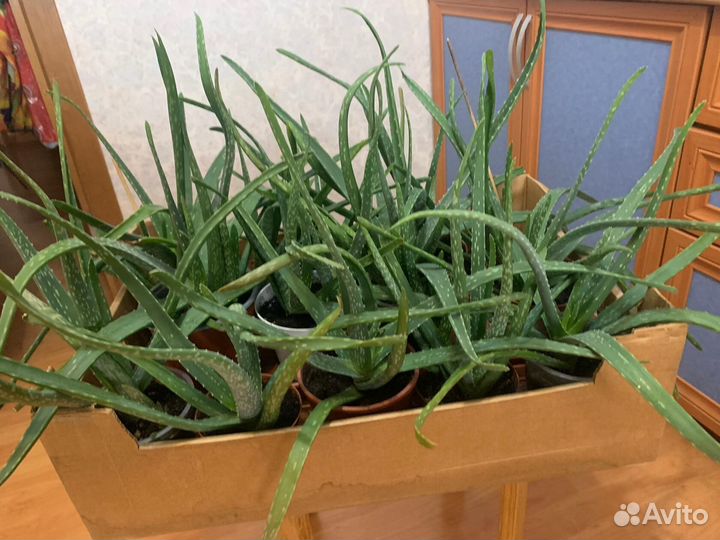 Отростки гигантского алоэ (2 года)