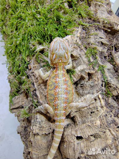 Бородатая агама малыши