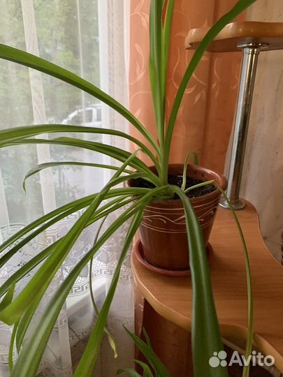 Хлорофитум