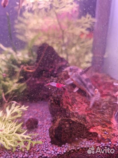 Креветка рили, Растения